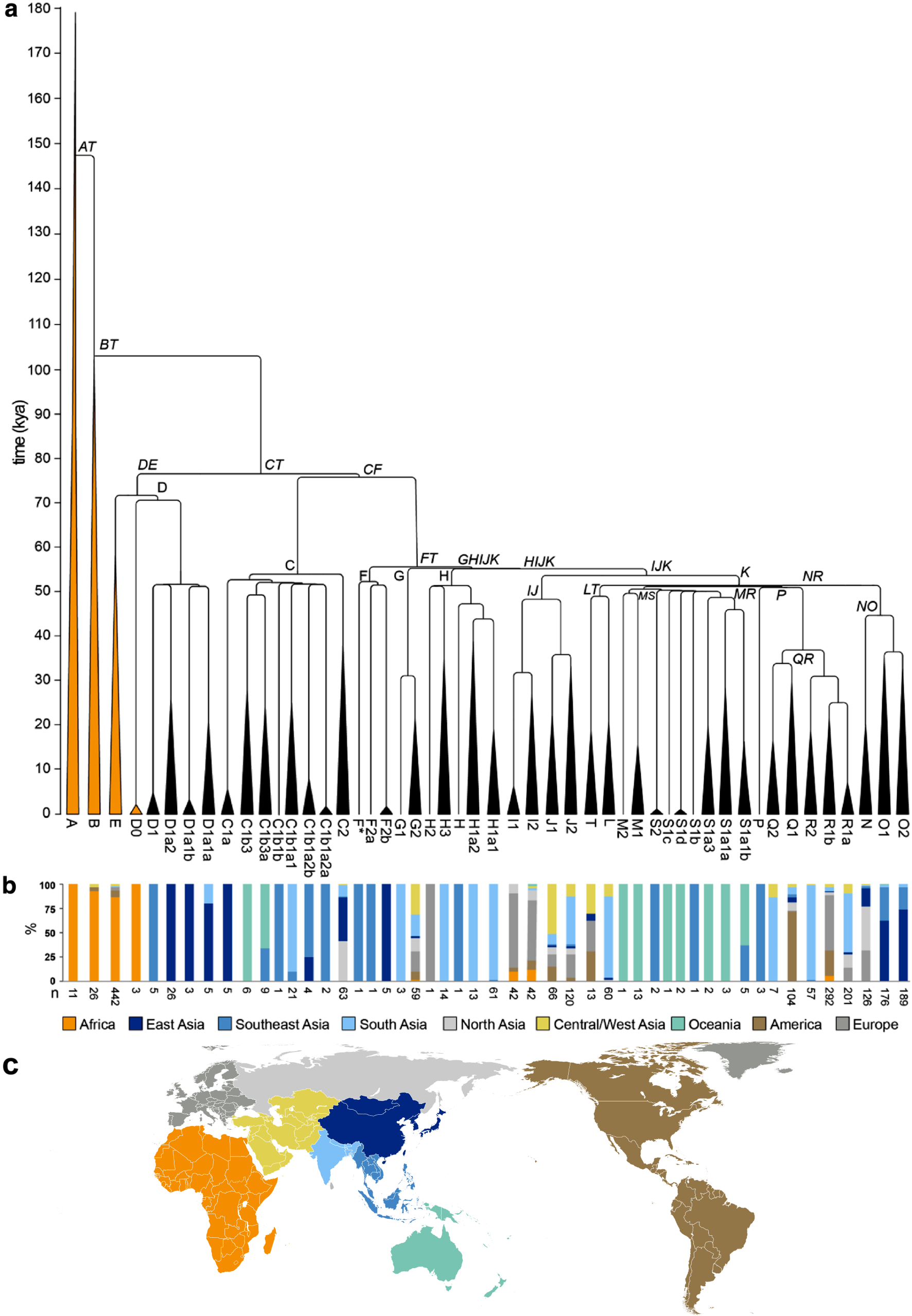 haplogroup