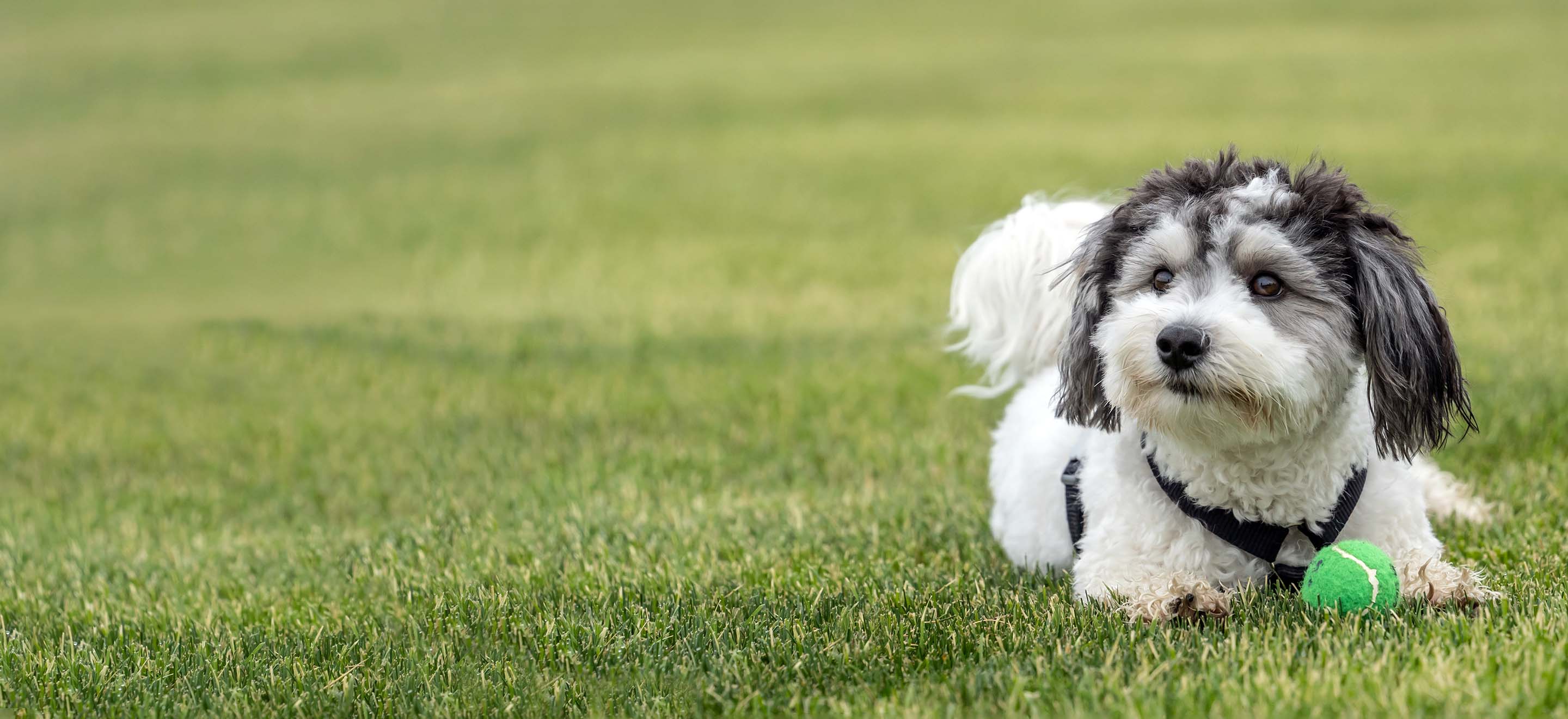 havanese for sale near me