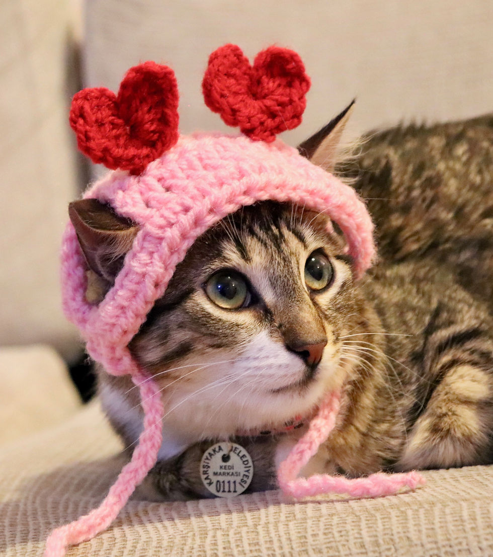 headband for cats