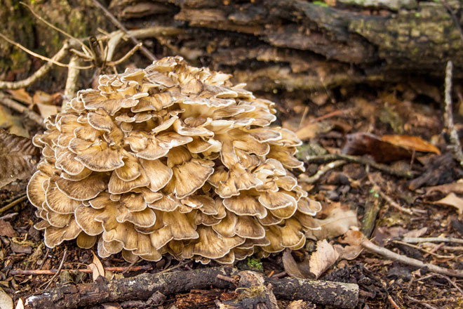 hen of the woods lookalike