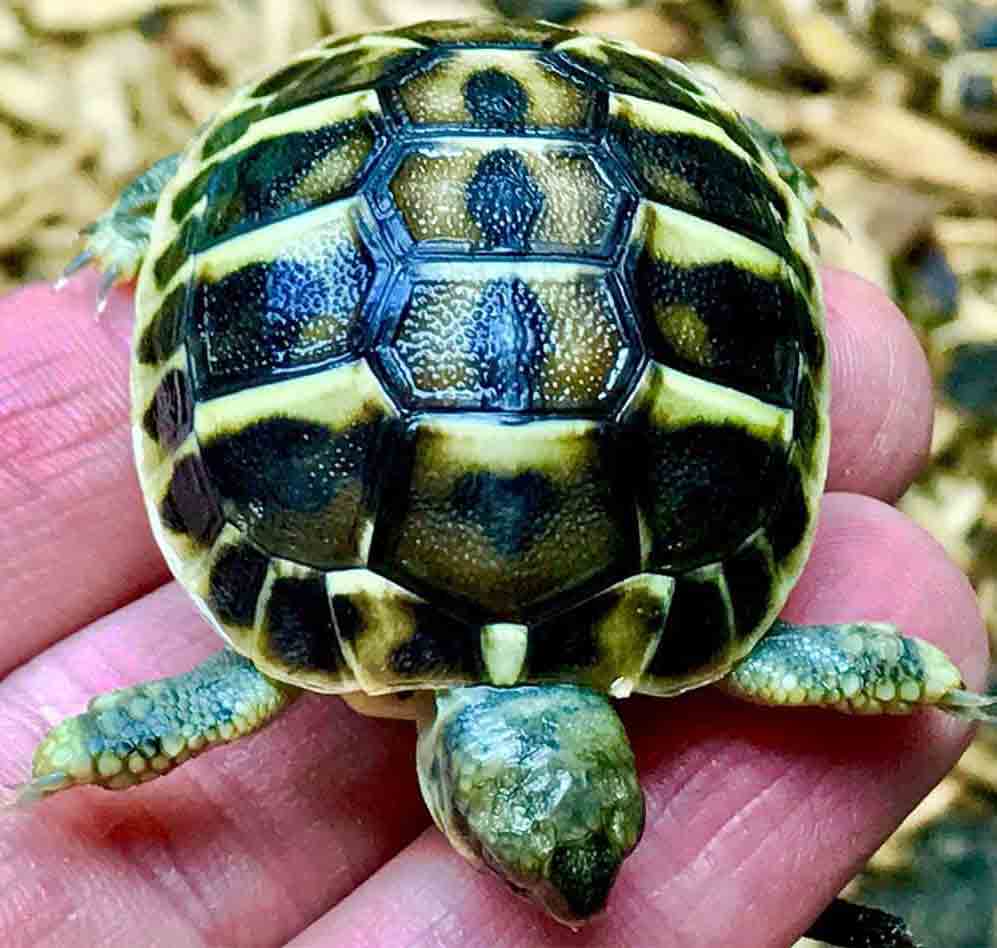 hermann tortoise for sale near me