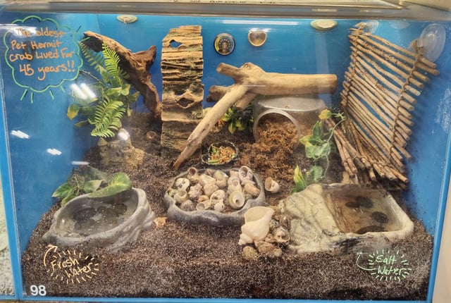 hermit crab petsmart