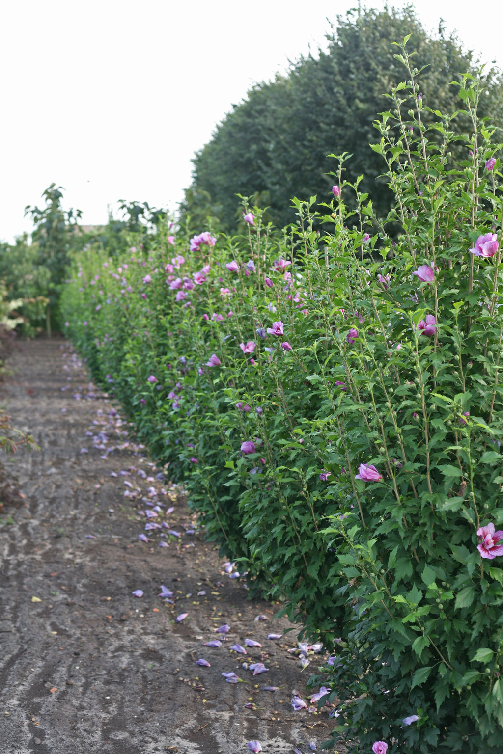 hibiscus purple pillar