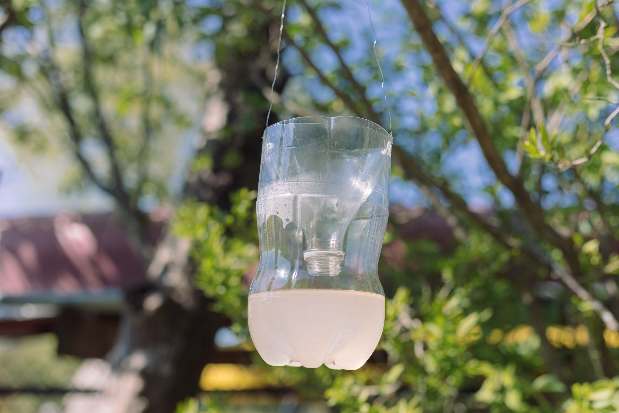 homemade wasp traps