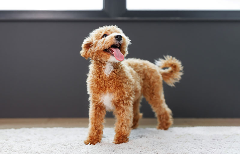 how big do maltipoo puppies get