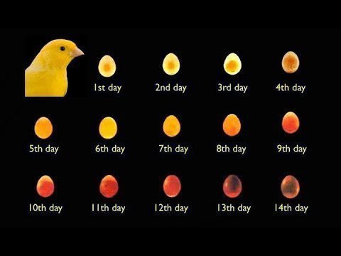 how long does it take a budgie egg to hatch