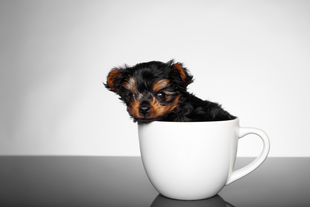 how much does a teacup puppy cost