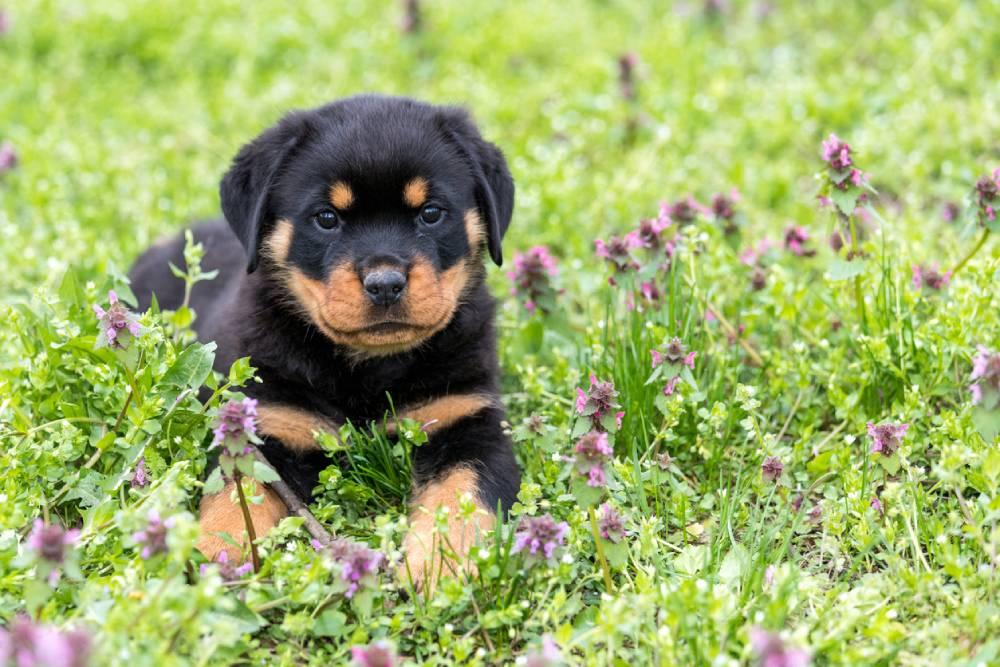 how much is rottweiler dog