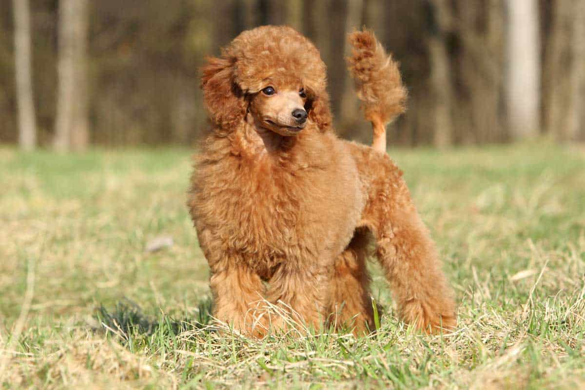 how old do poodles live