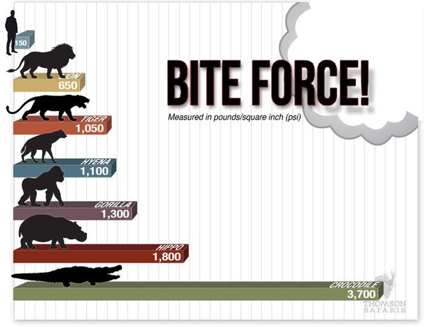 human bite force