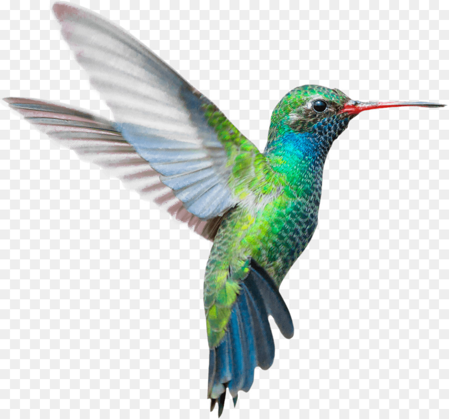 hummingbird png