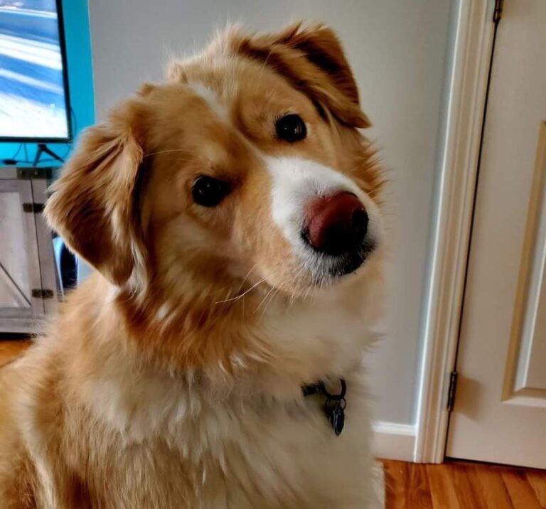 husky mixed golden retriever