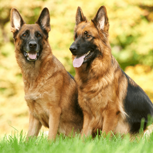 hypoallergenic german shepherd mix