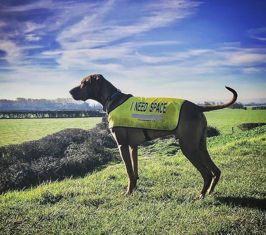 i need space dog vest