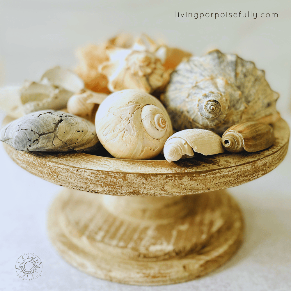 ideas for displaying seashells