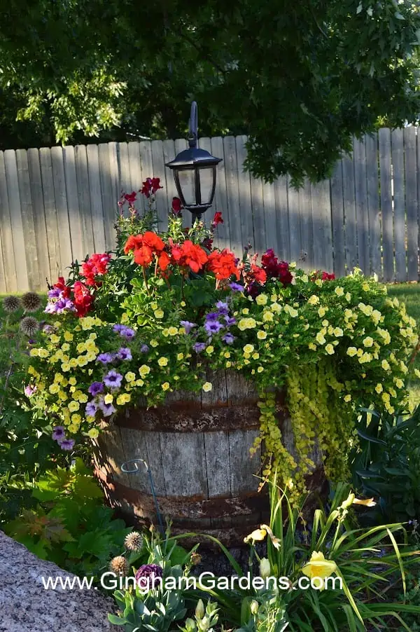 ideas for planting in whiskey barrels