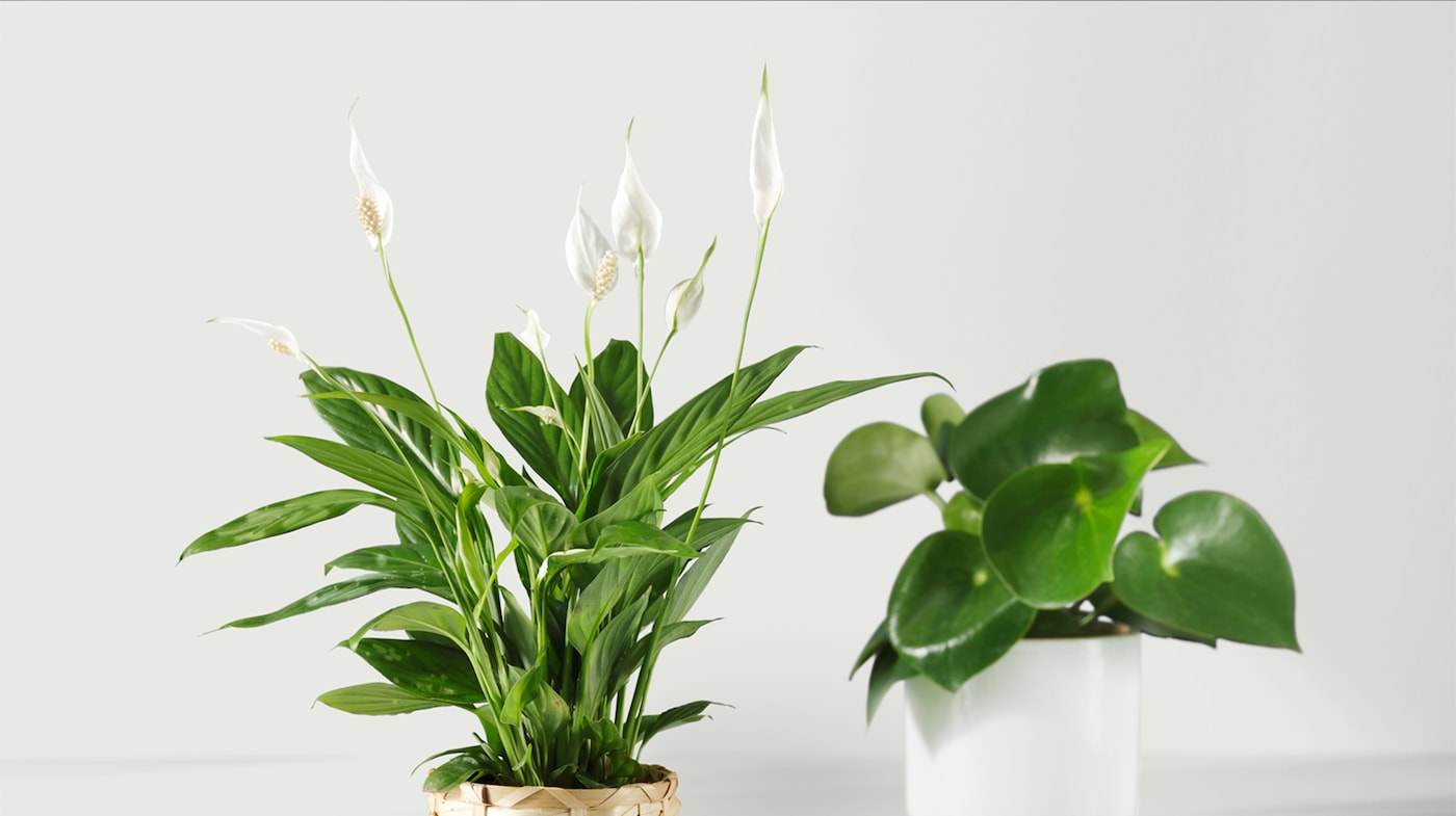 ikea indoor plants