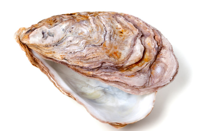 images of oyster shells