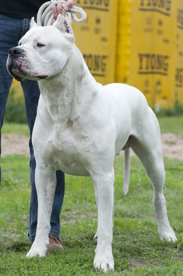 imágenes del dogo argentino