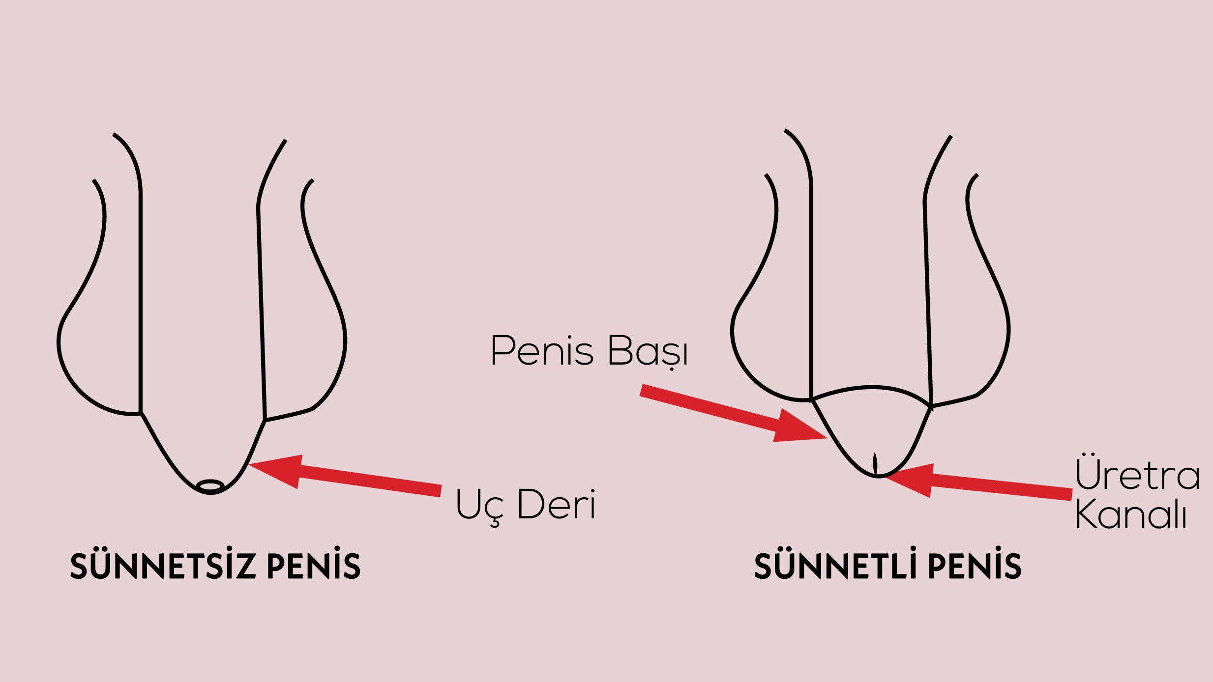 ingilizce penis ne demek