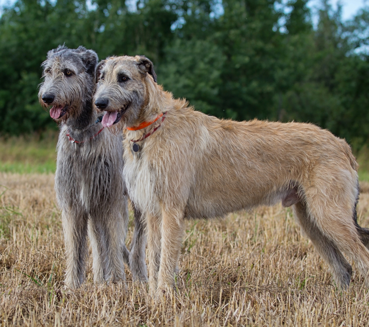 irish wolfhound puppies san diego