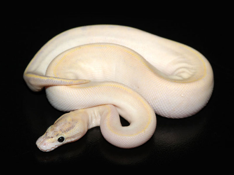 ivory ball python