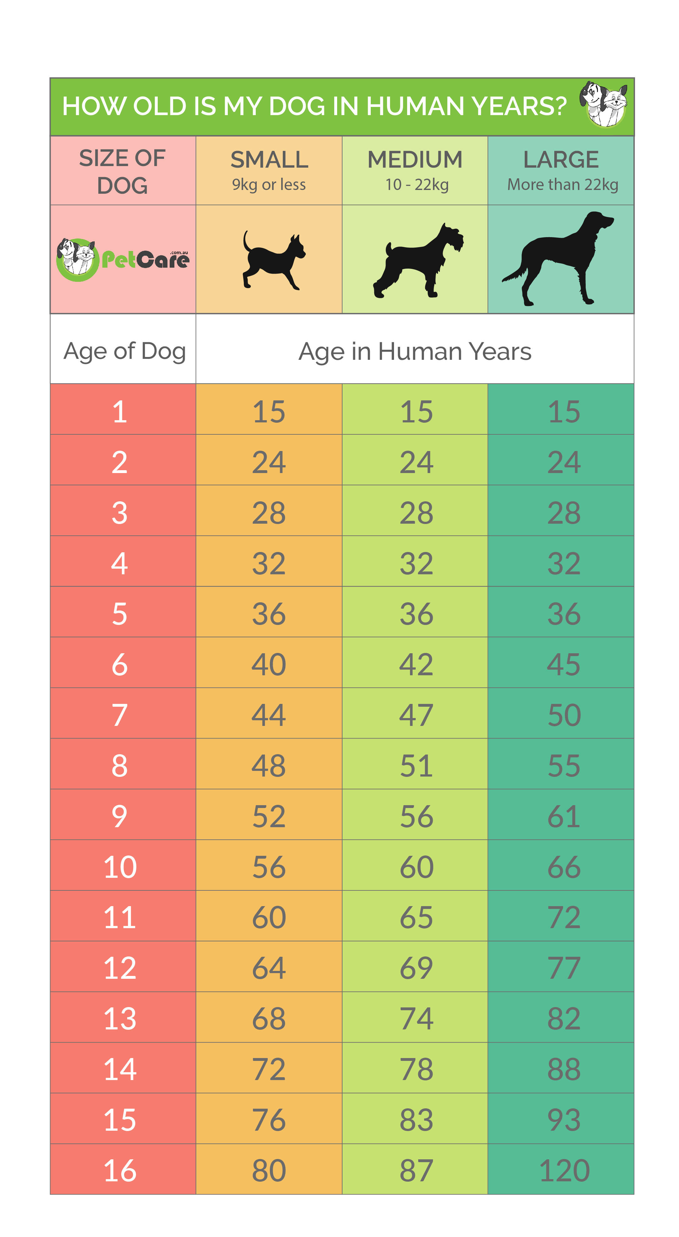 jack russell age chart