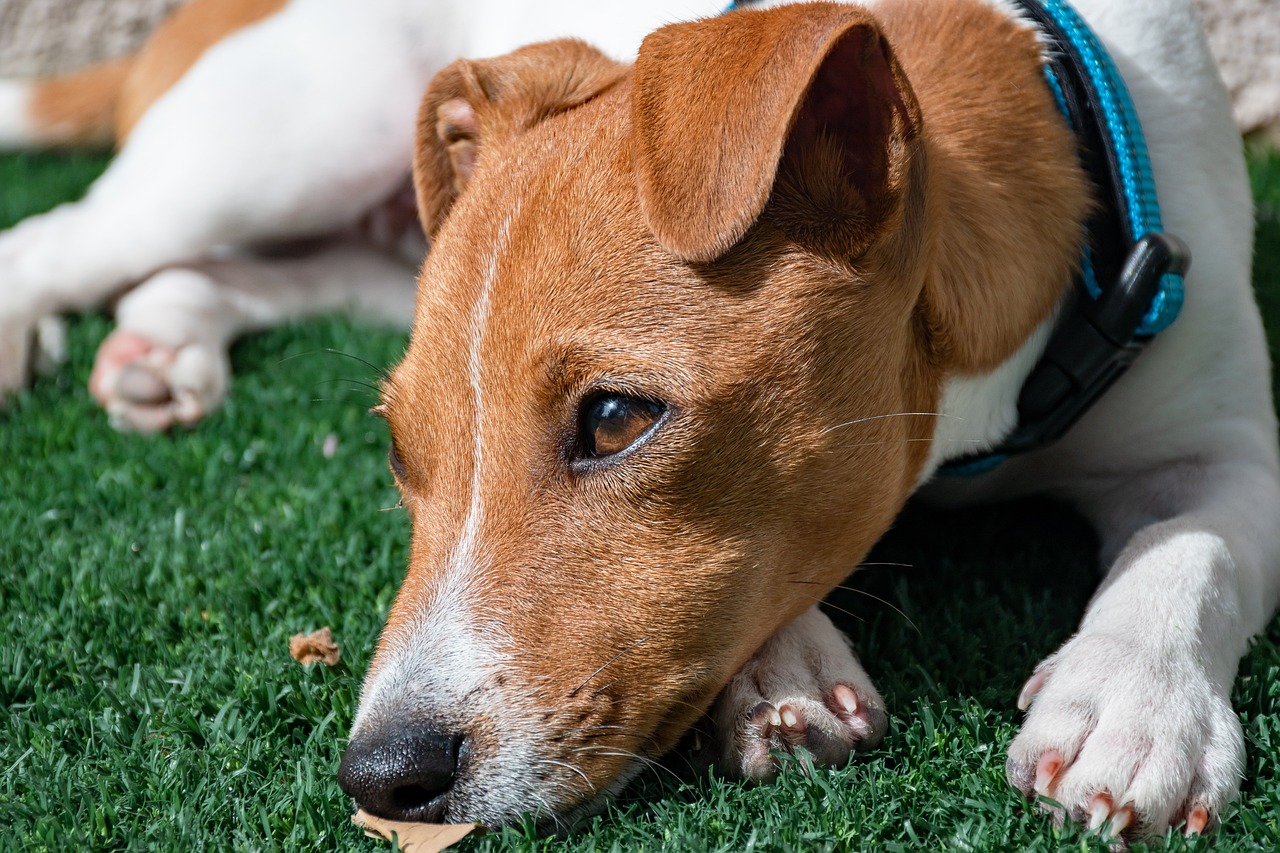 jack russell terrier cafe