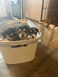 jack russells for sale in kent