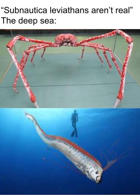 japanese spider crab meme