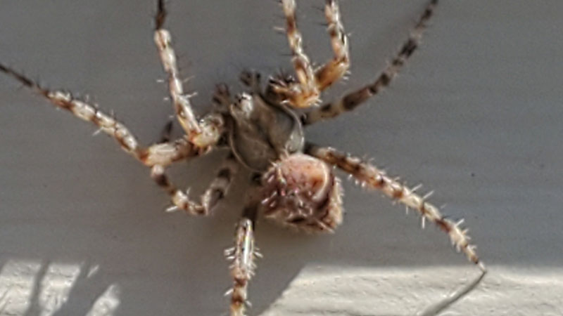 jewel spider alberta