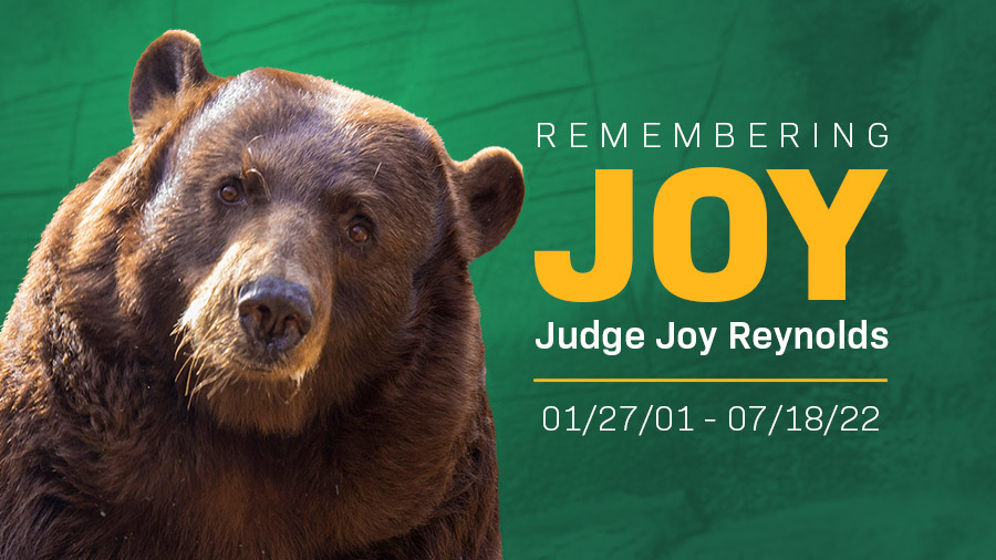 joy bear