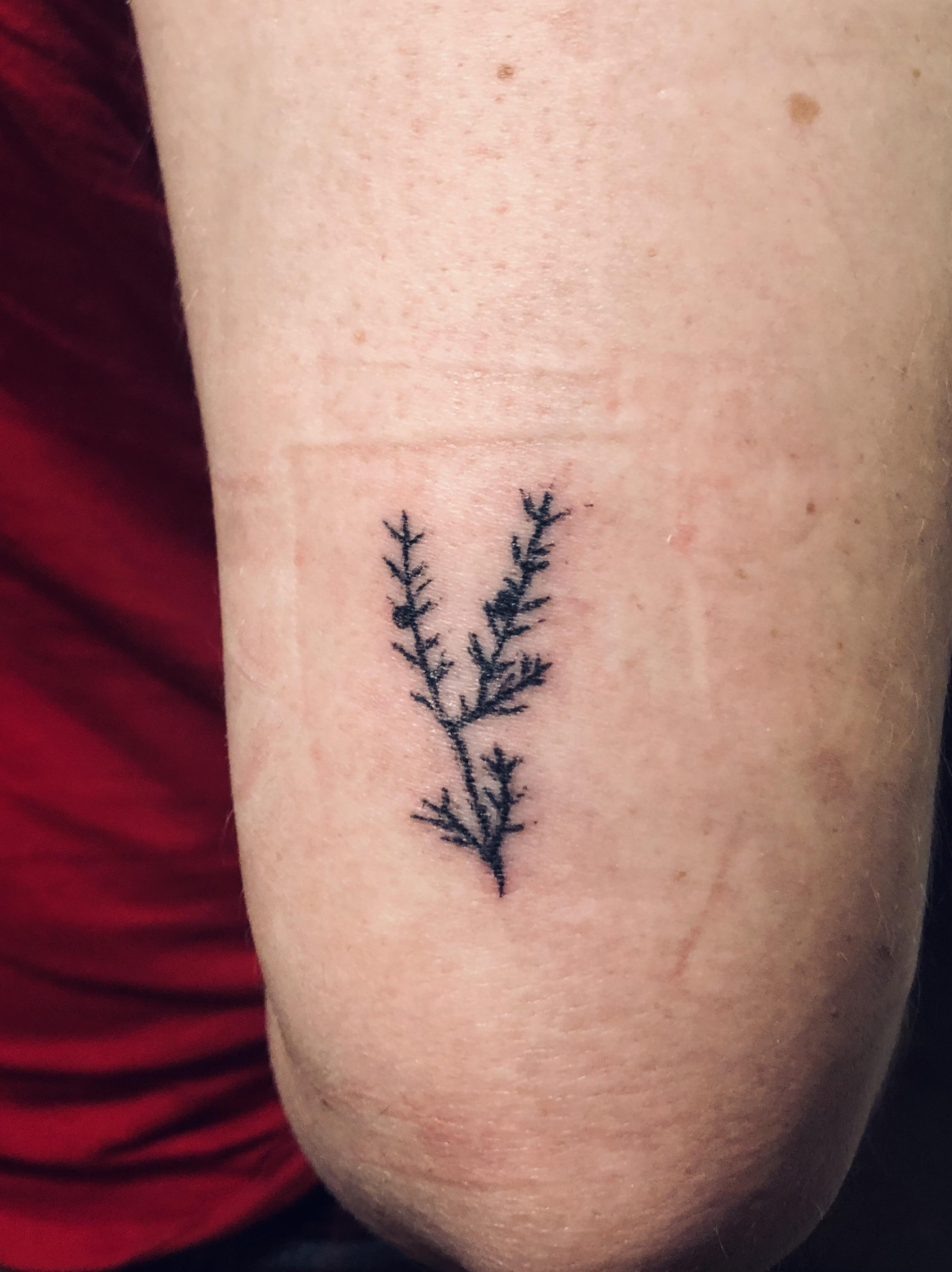 juniper branch tattoo