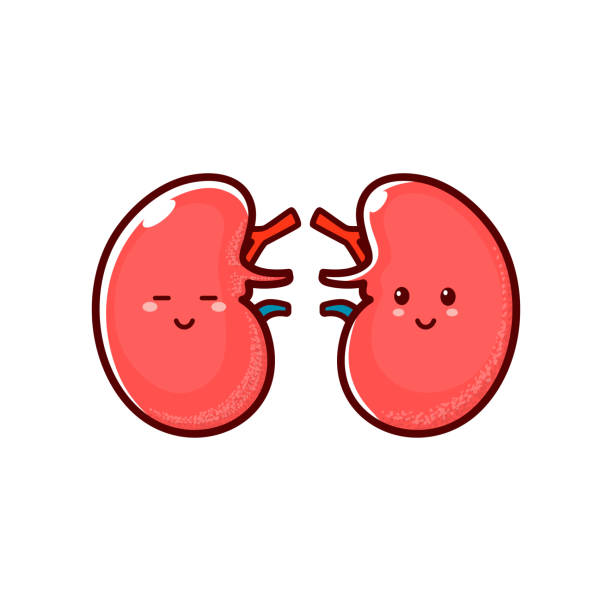 kidney cartoon images
