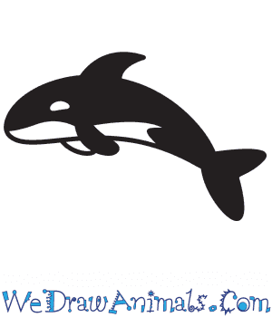 killer whale drawing