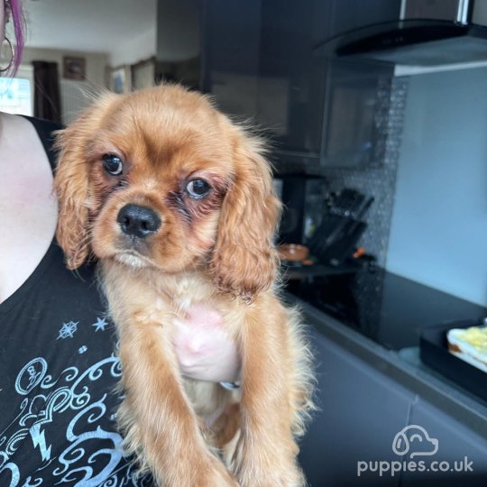 king charles puppies for sale manchester
