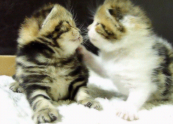 kissing cat gif