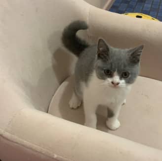 kittens for sale bendigo