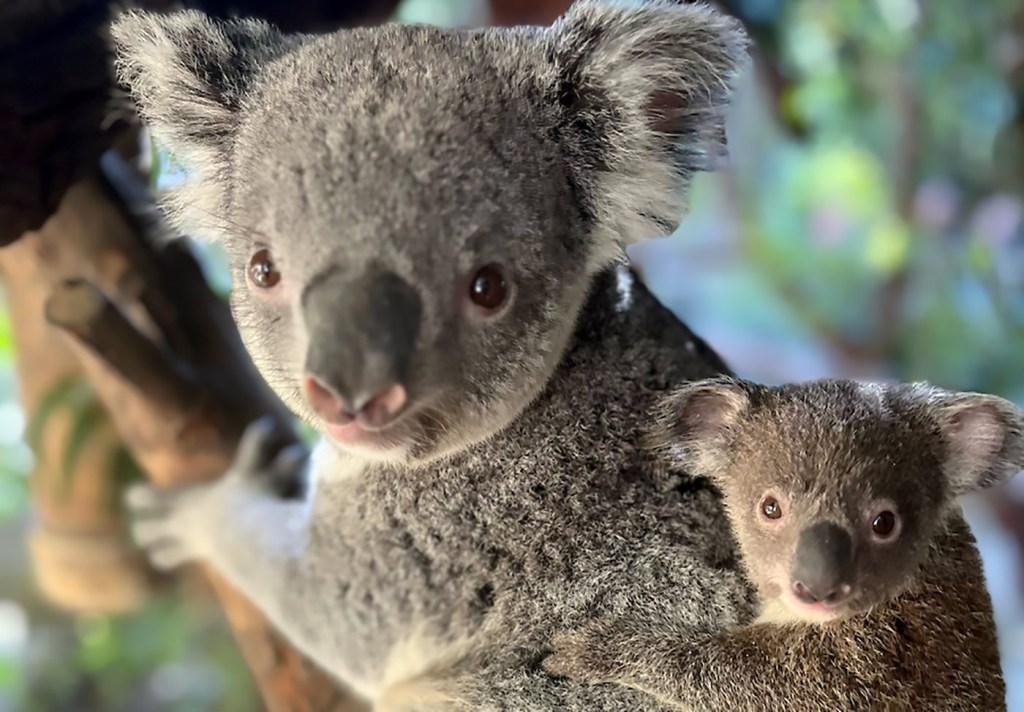 koala bear pics