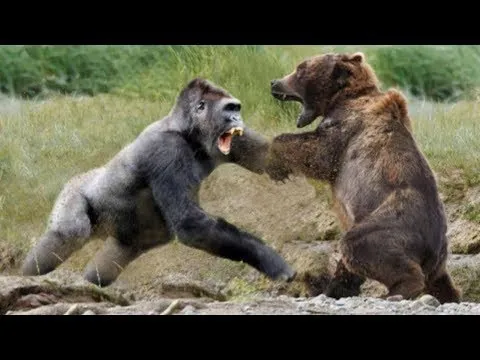 kodiak bear vs silverback gorilla