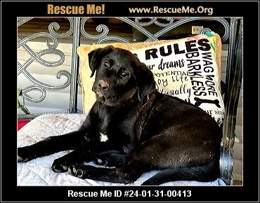 lab rescue alabama