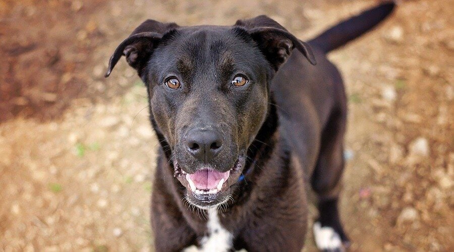 labrador mix with german shepherd