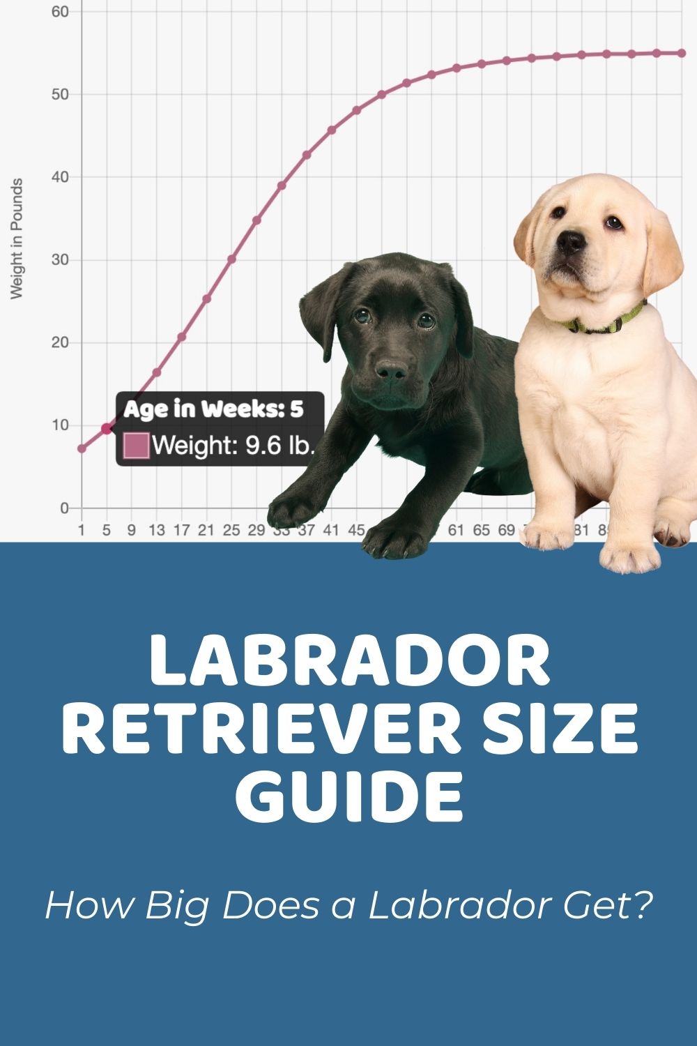 labrador puppy weight chart kg