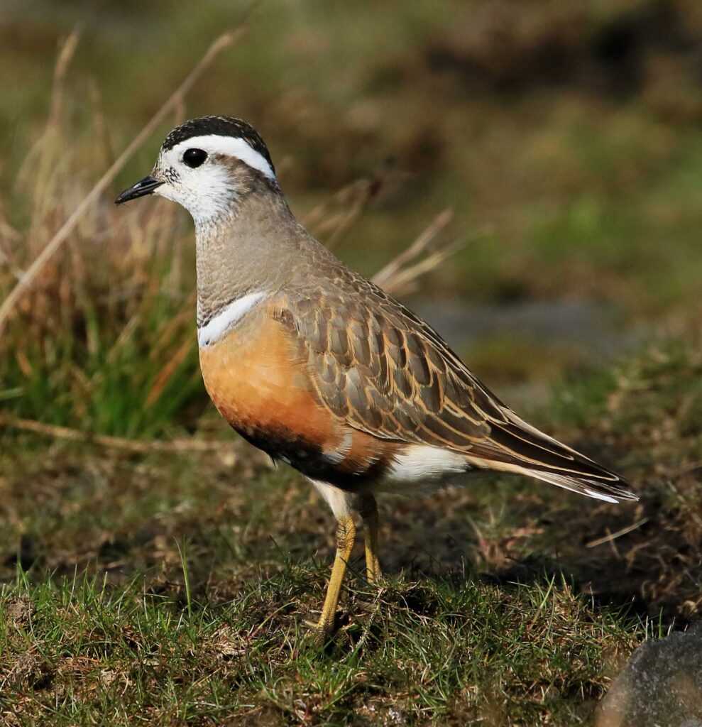 lancashire birds latest sightings