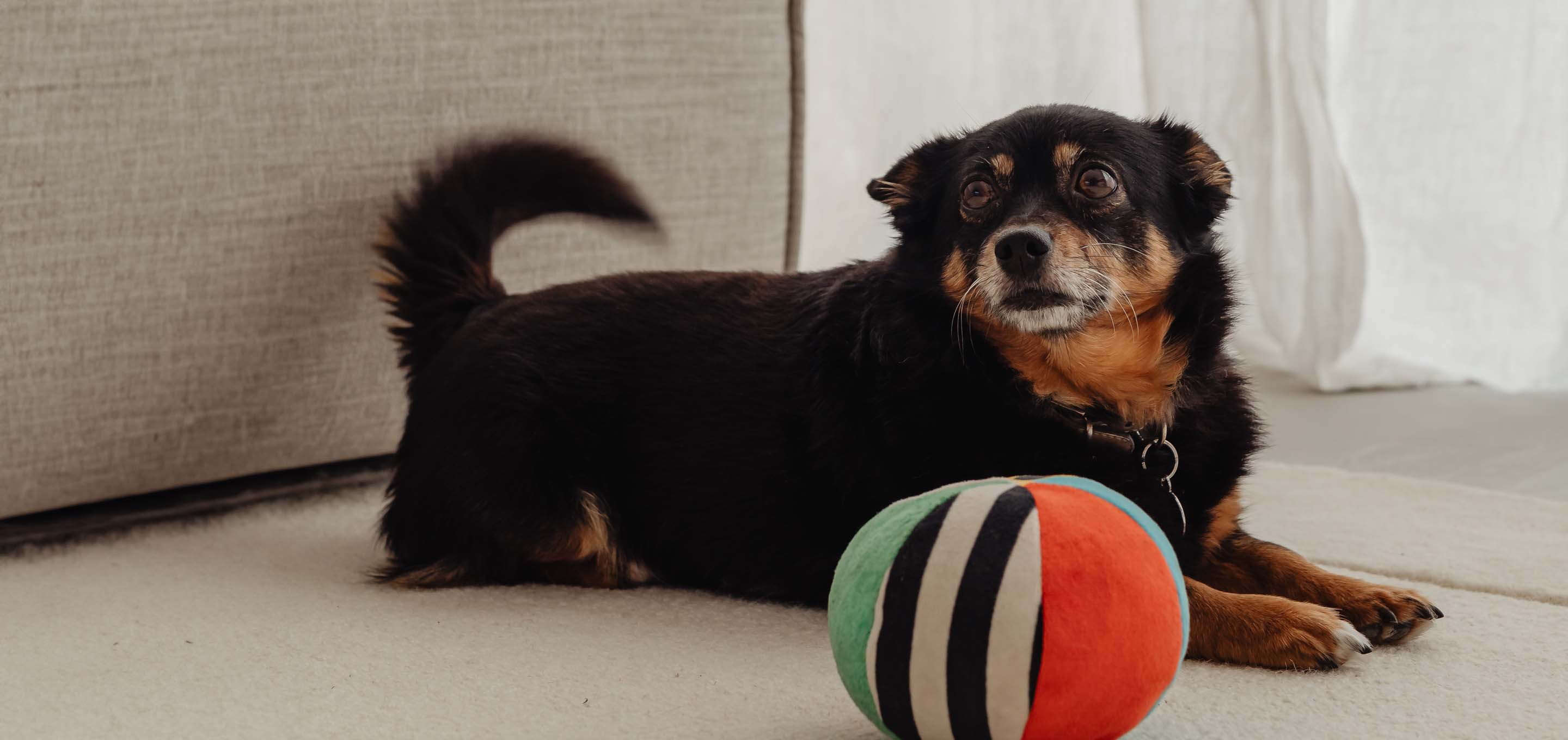 lancashire heeler rescue