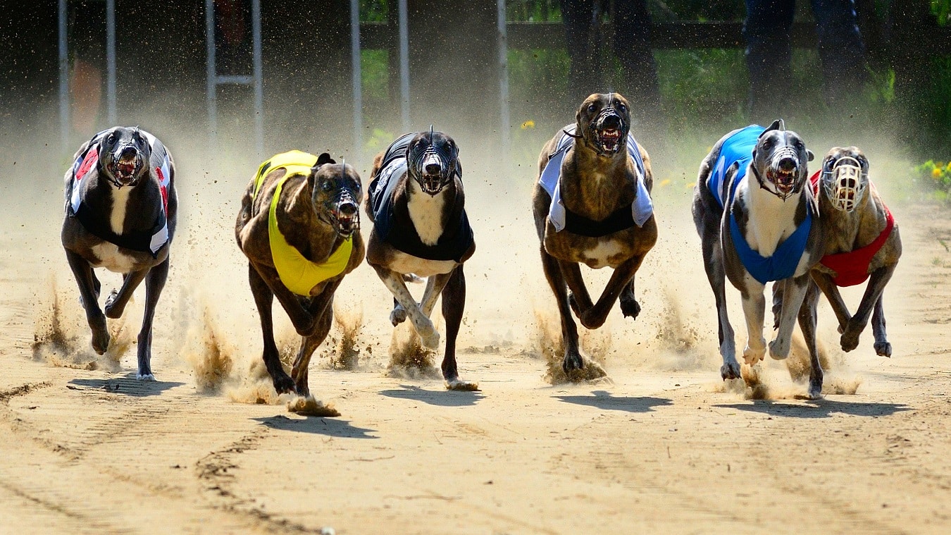 last nights greyhound results