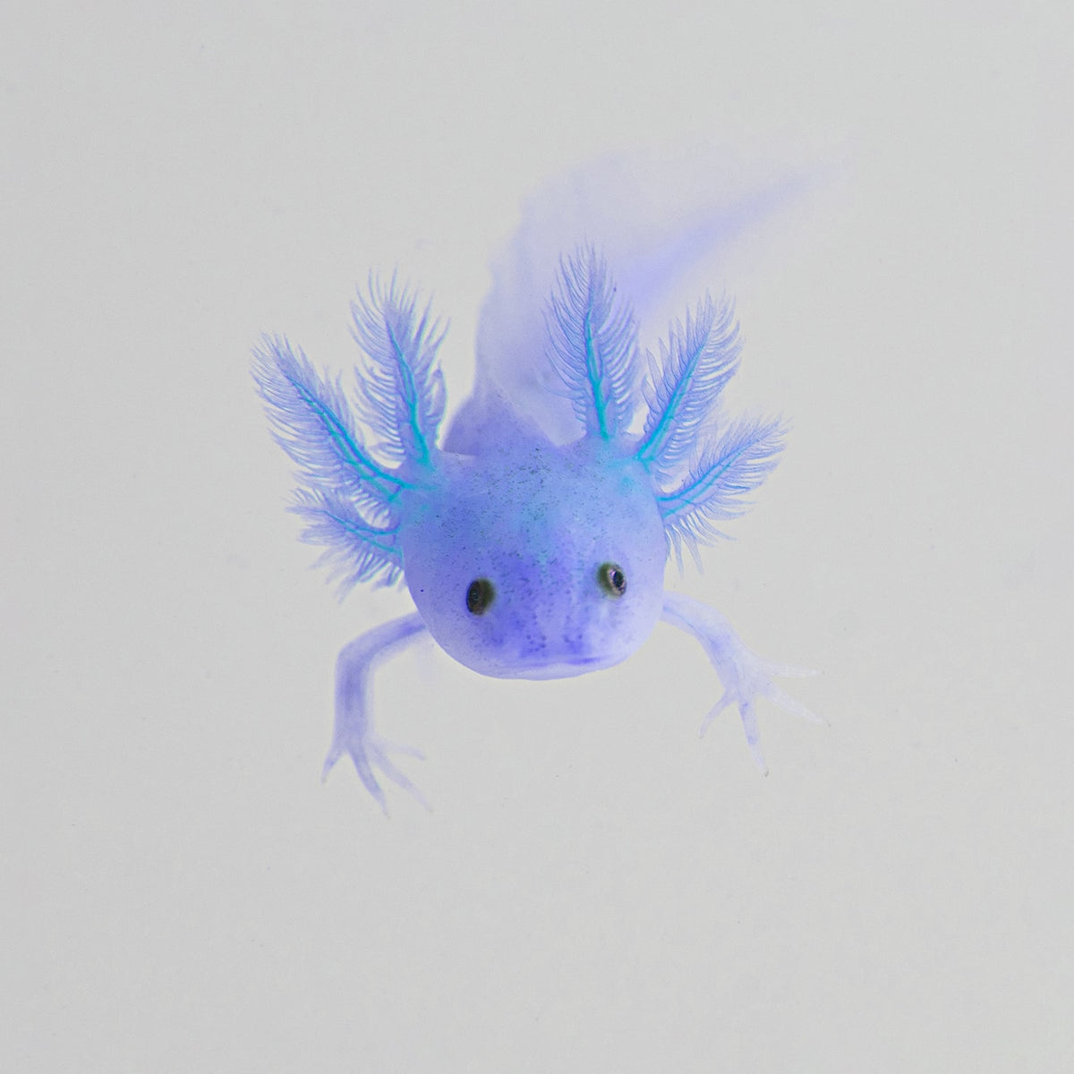 lavender blue axolotl