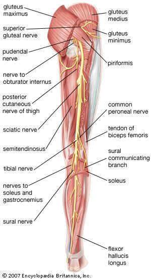 legs anatomy