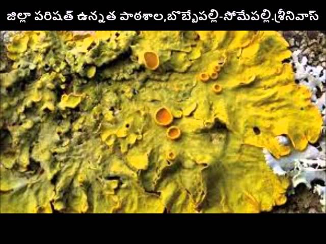 lichen in telugu