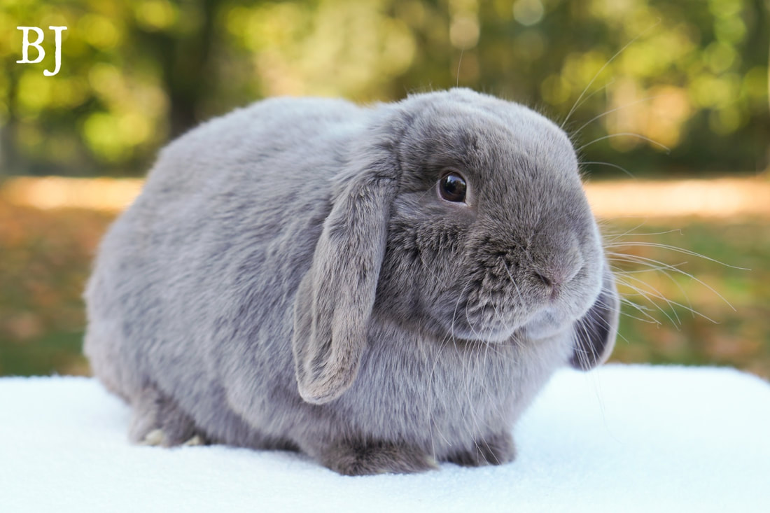 lop eared bunny for sale